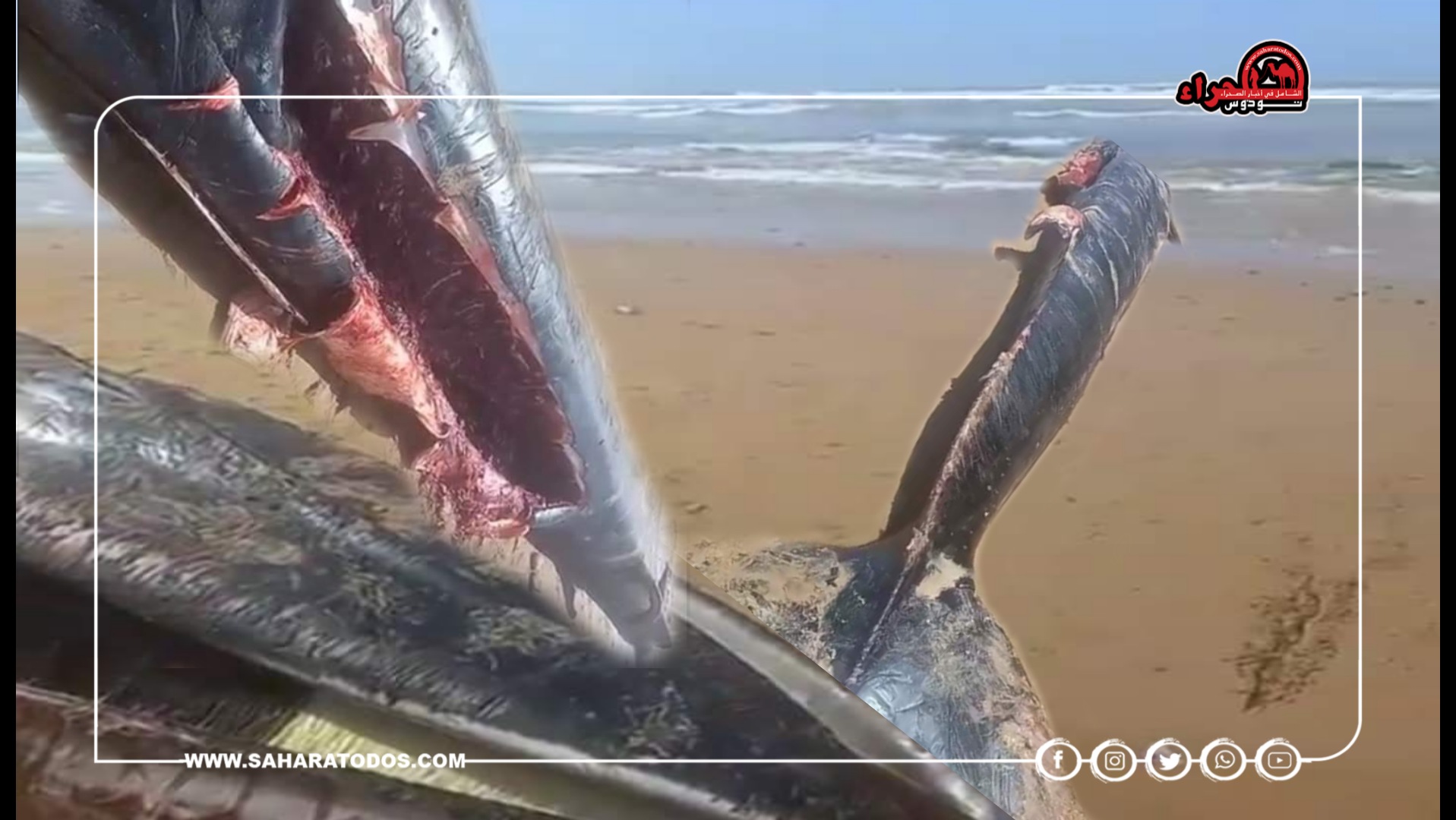 بالصور.. نفوق حوت ضخم بشواطئ سيدي إفني قرب ثكنة “كروبو”